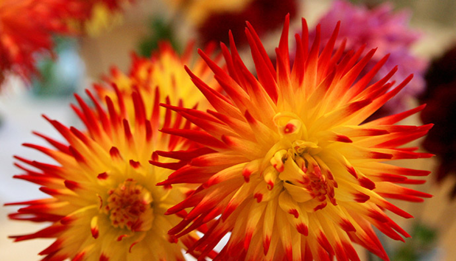 1.septembra svinīgie pasākumi Tukuma novada izglītības iestādēs