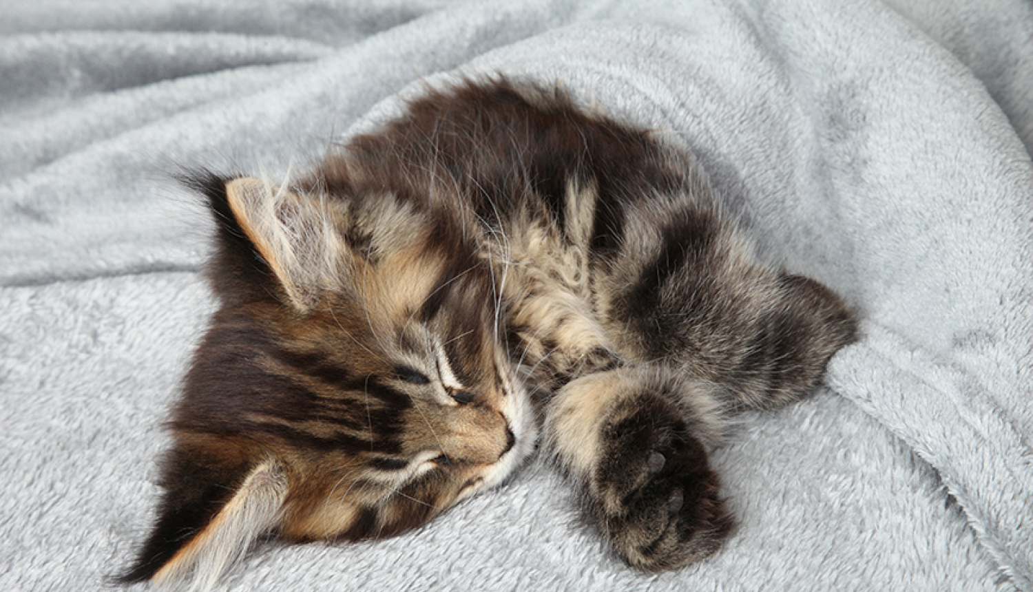 Kopā ar "Purina" gādā par patversmēm