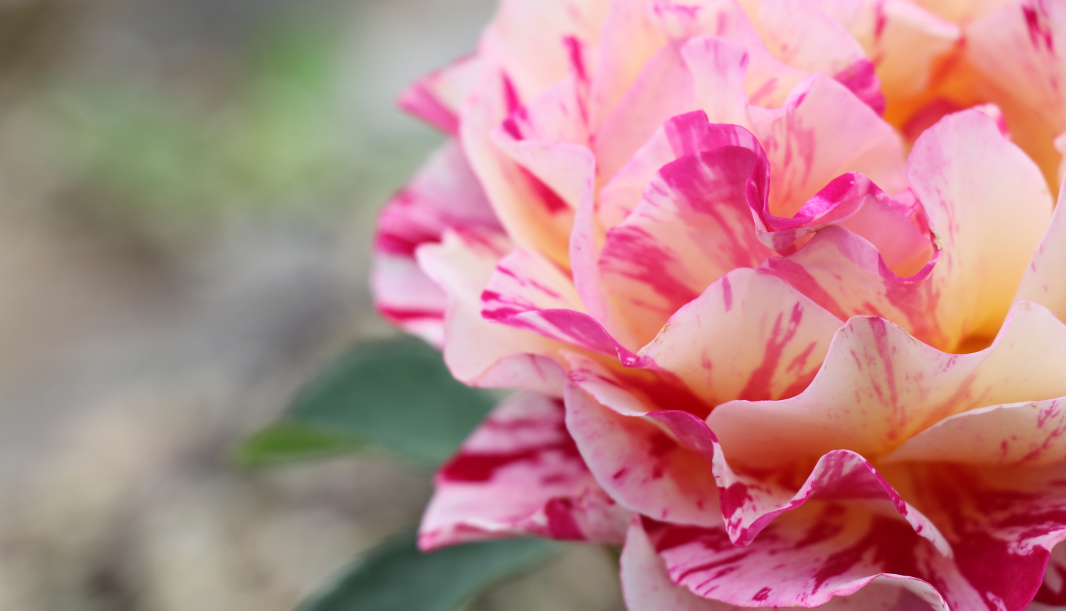 Aptauja par kultūras norisēm un vietām Tukumā šodien un nākotnē