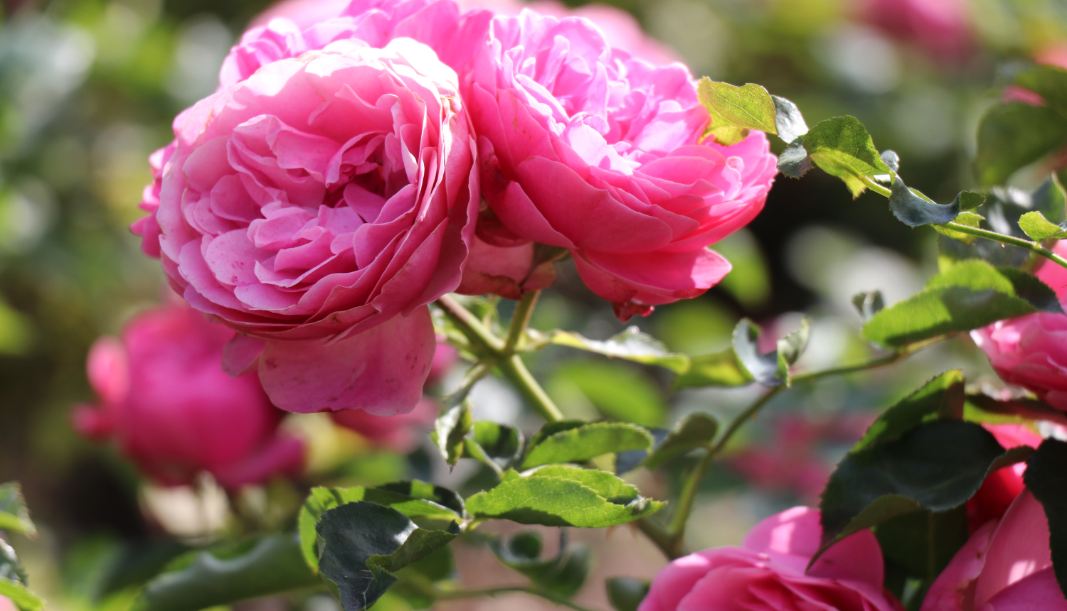 Piesakies konkursam “Tukuma smukums 2021”