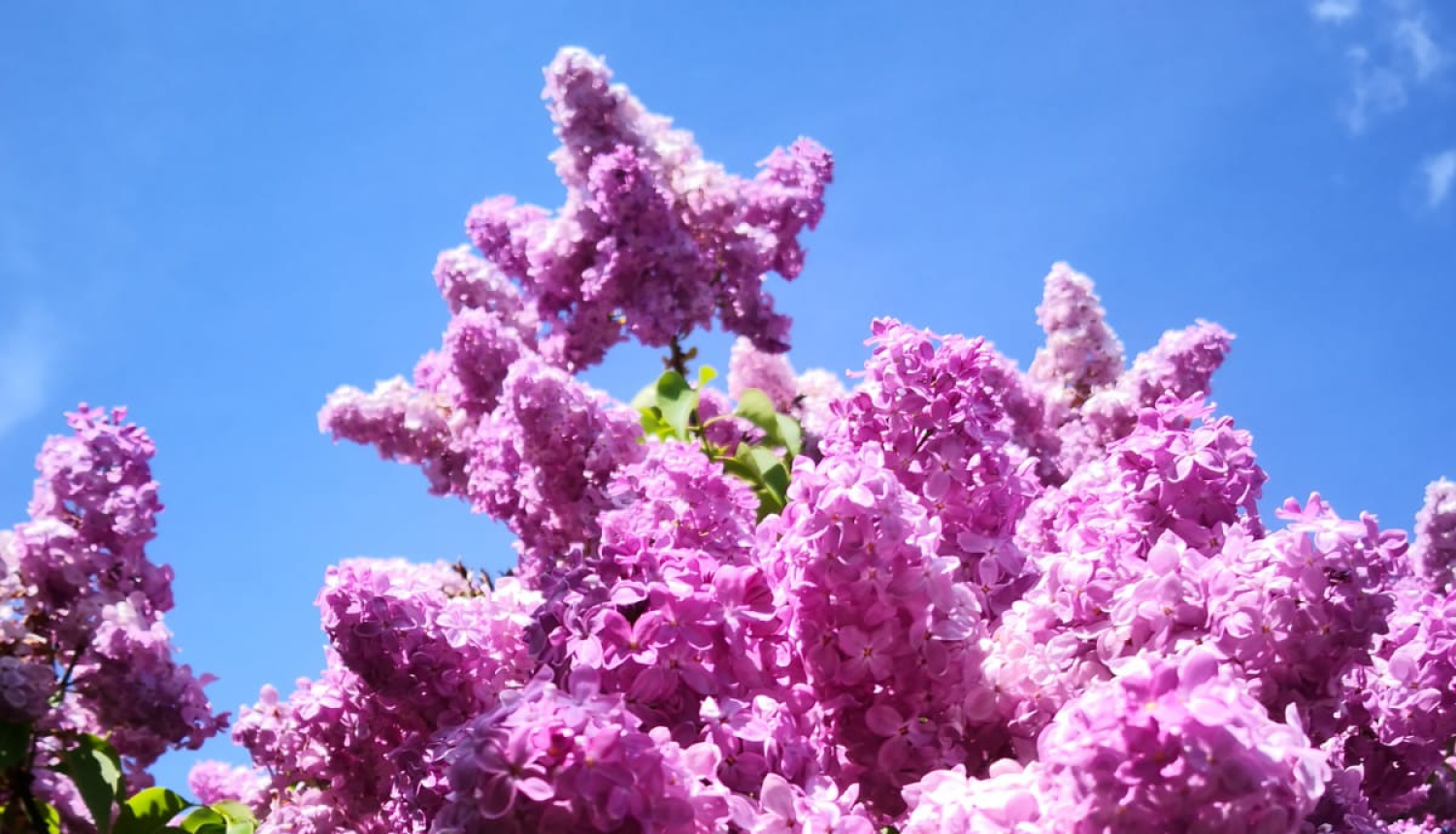 Ceriņi - Imants Ziedonis - drīz uzziedēs arī Tukumā