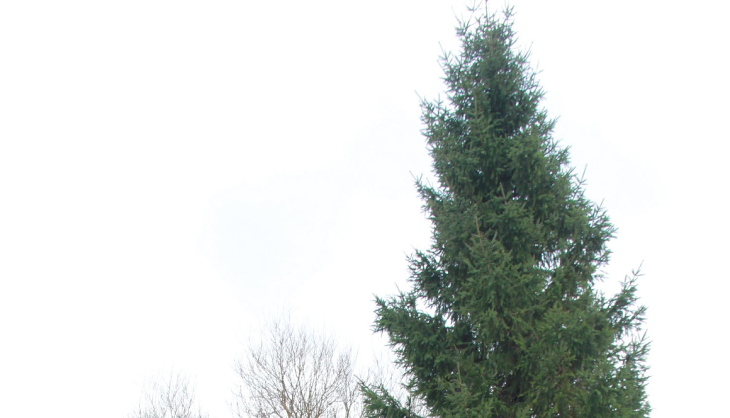 Svētku egle noskatīta!