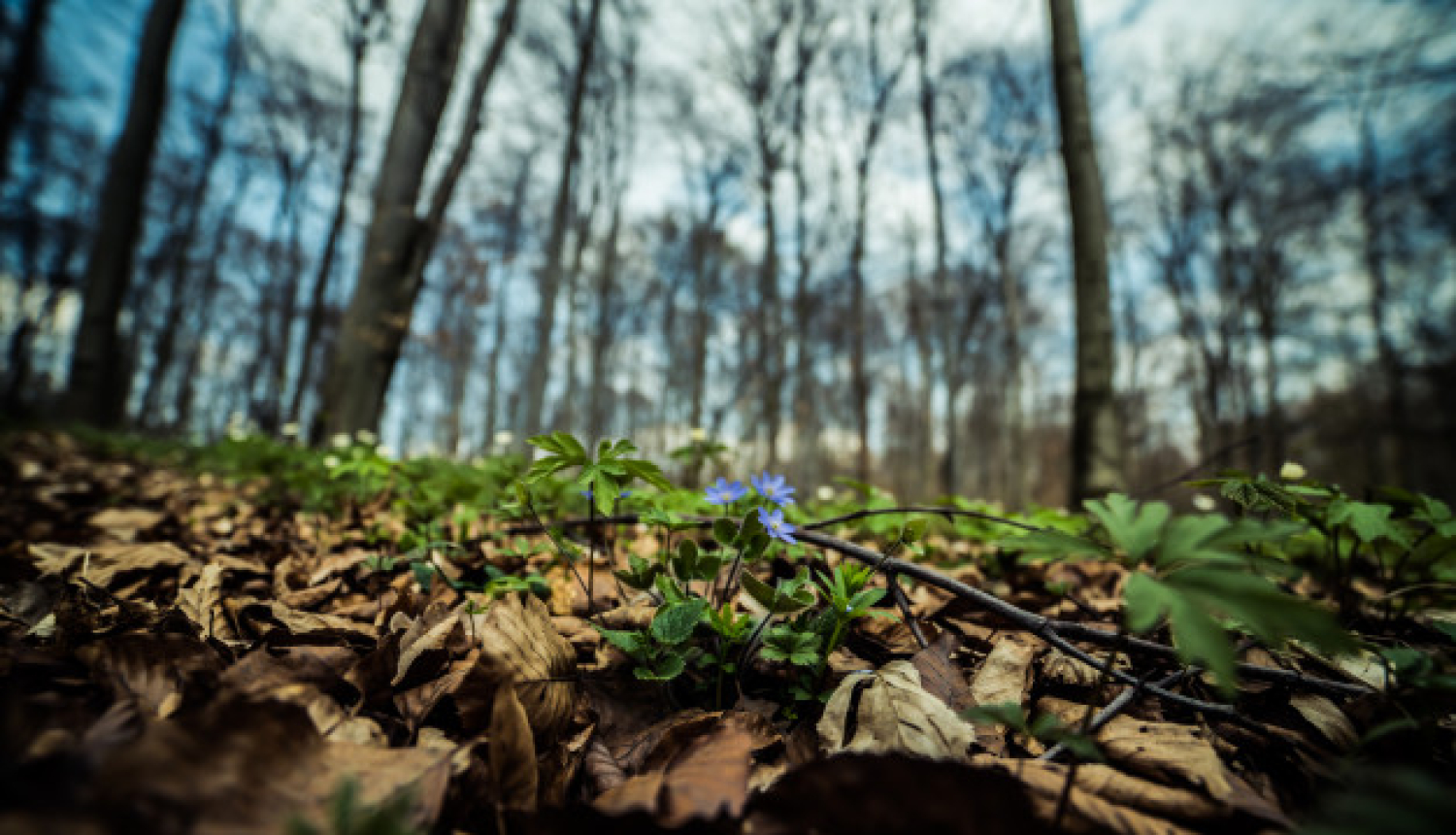 Par meža ugunsnedrošo laika posmu