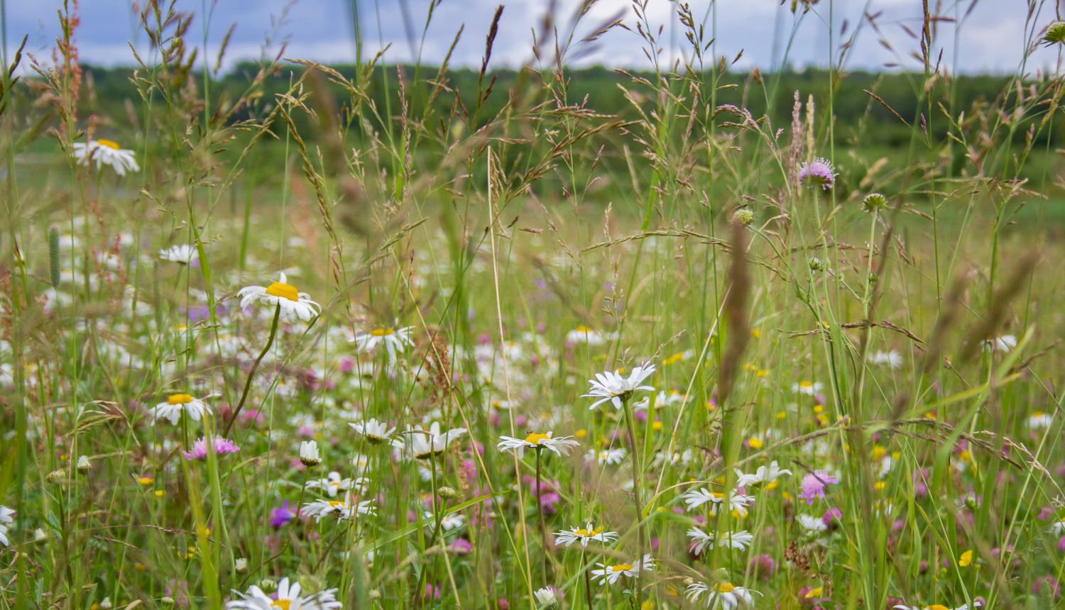 Dabas skaitīšanā bioloģiski vērtīgie zālāji konstatēti 45% apsekoto teritoriju