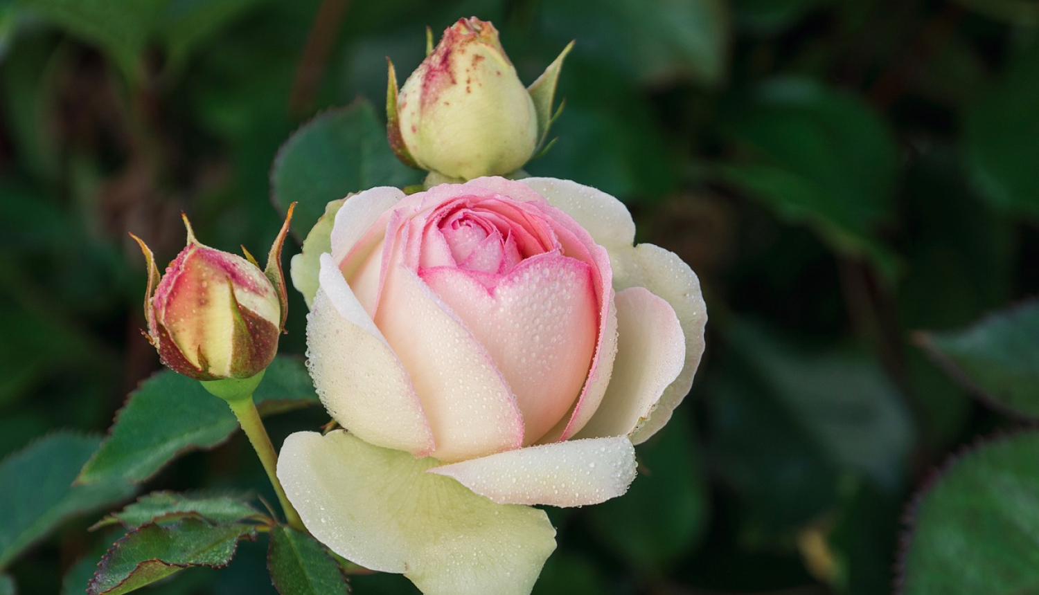 Tukuma novada Dome izsaka pateicību par sadarbību 2020. gadā, piešķirot apbalvojumus "Tukuma novada Domes Pateicības raksts"