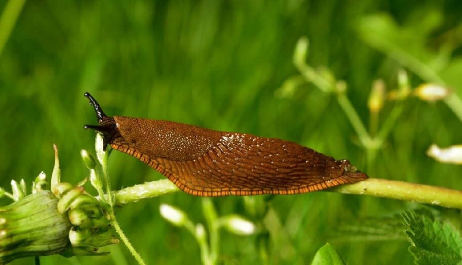 Par Spānijas kailgliemeža izplatības ierobežošanu